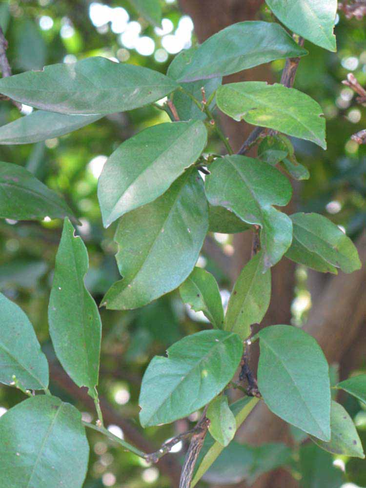              Shade leaves (Winter Haven, FL)       